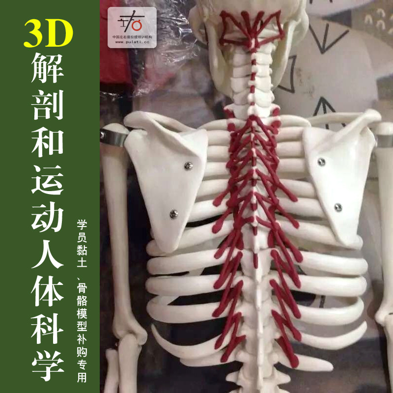 左右普拉提培训解剖模型大器械便民服务骨骼肌肉粘土用具徒手健身