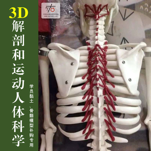 左右普拉提培训教具普拉提从入门到精进3D解剖学用具粘土徒手健身