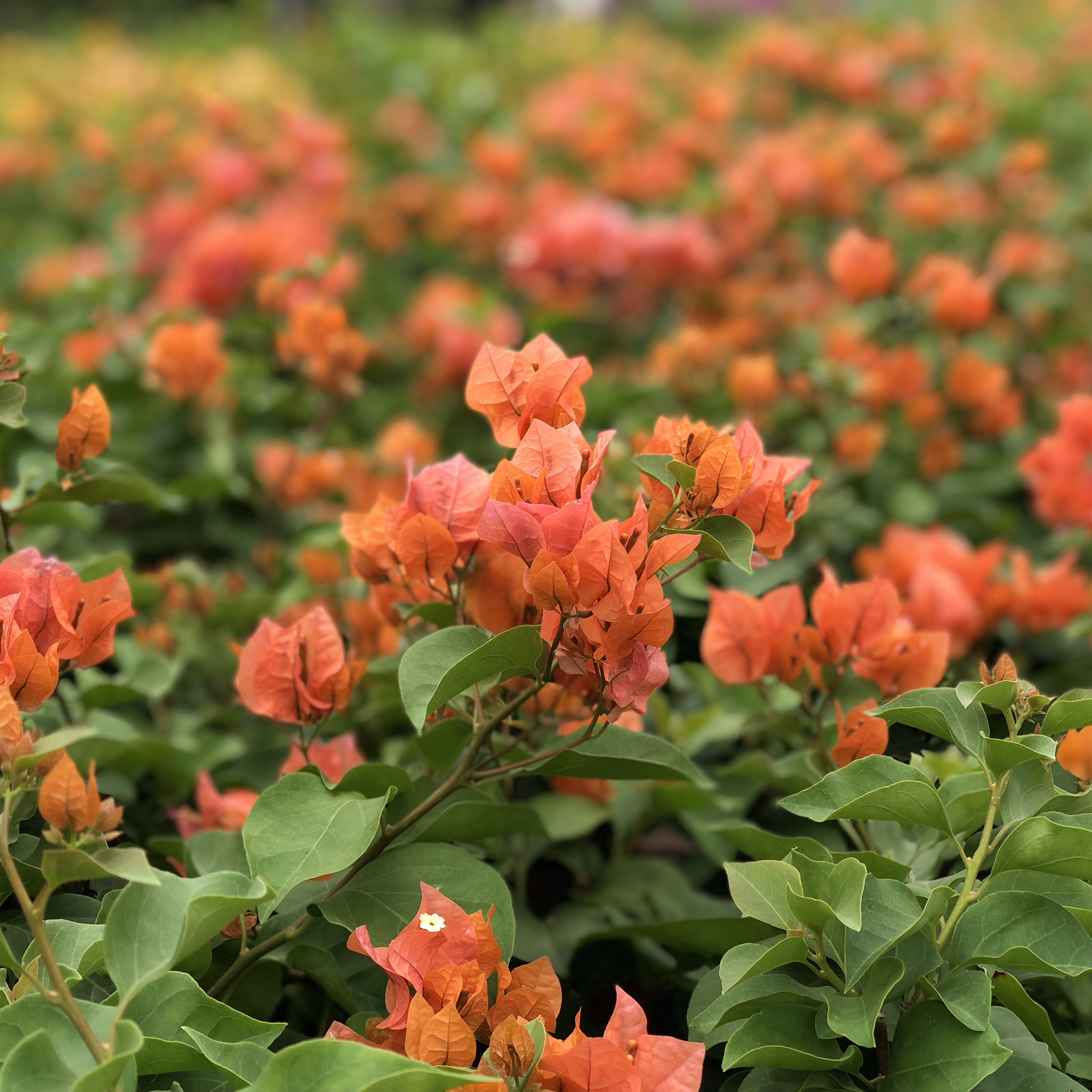 漫野花卉|三角梅 绿叶橙 叶子花九重葛 鲜花速递/花卉仿真/绿植园艺 绣球/木绣球/木本植物 原图主图