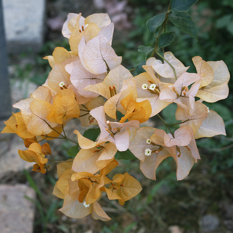 漫野三角梅金探戈黄橙粉白色