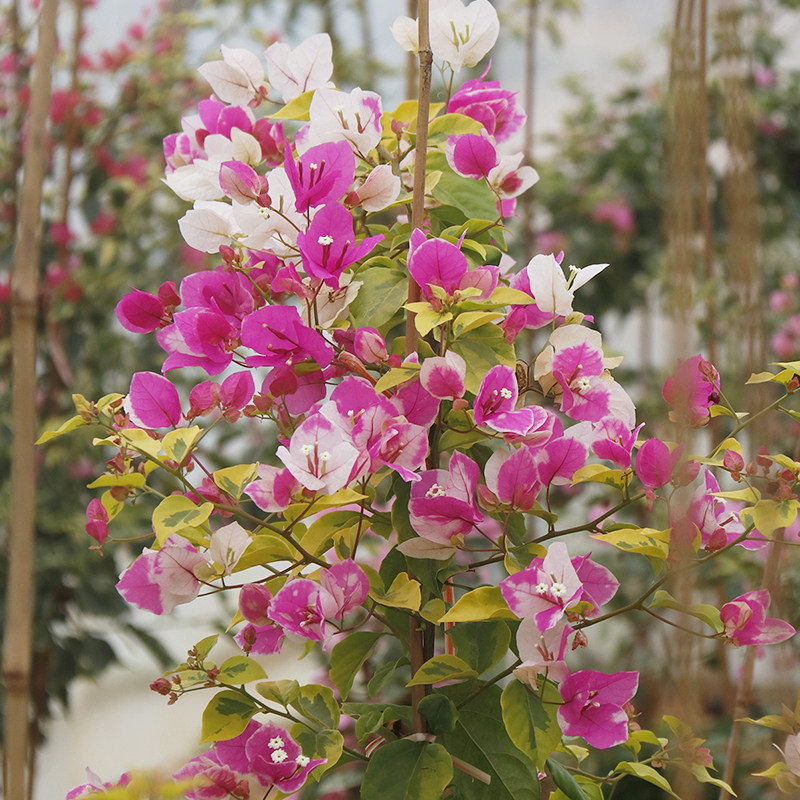 三角梅 金边红樱嫁接苗 盆栽绿植庭院阳台开花植物