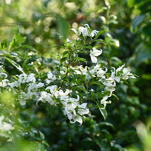 三角梅 棉兰白白花勤花品种密叶密花
