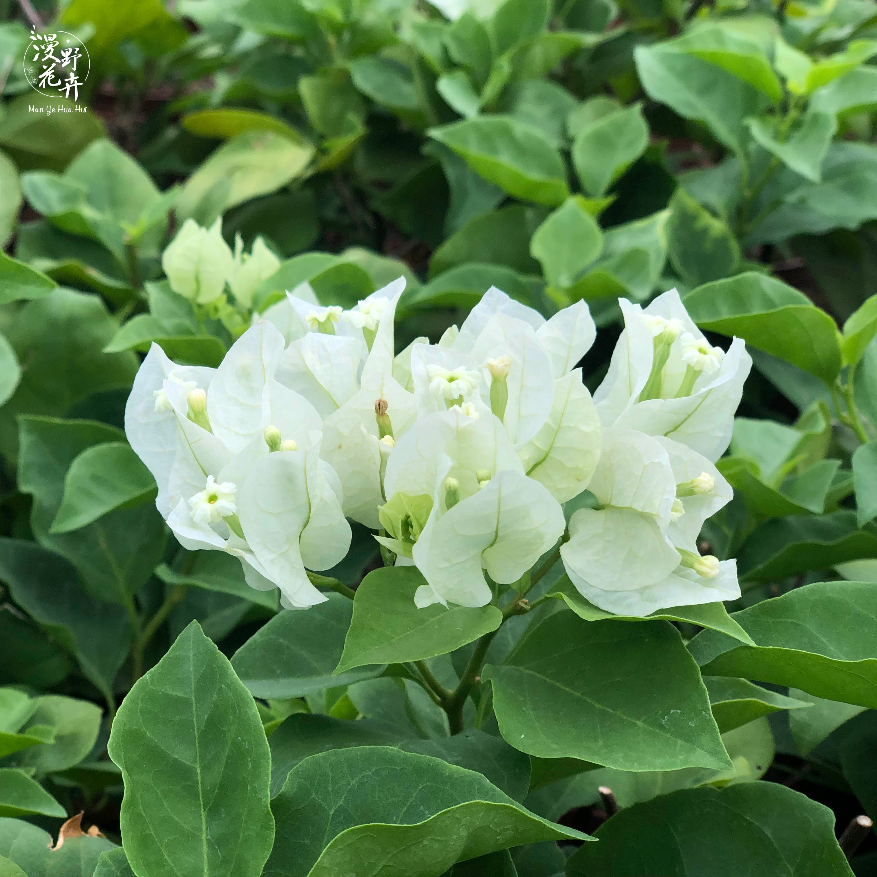 漫野花卉|三角梅牙买加白扦插苗原育苗盆发货盆栽绿植阳台开花