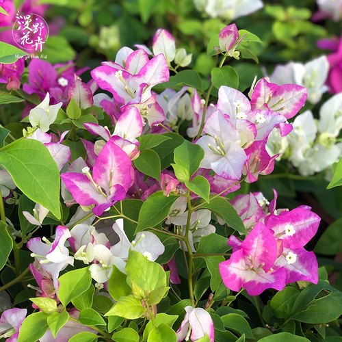 漫野花卉|三角梅椰子冰扦插牙签苗带花发货阳台开花植物绿植盆栽