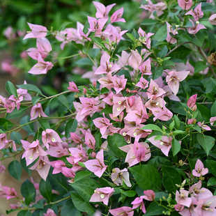 三角梅盆栽婆罗洲樱花四季开花绿植好养室外绿樱红樱重瓣花卉
