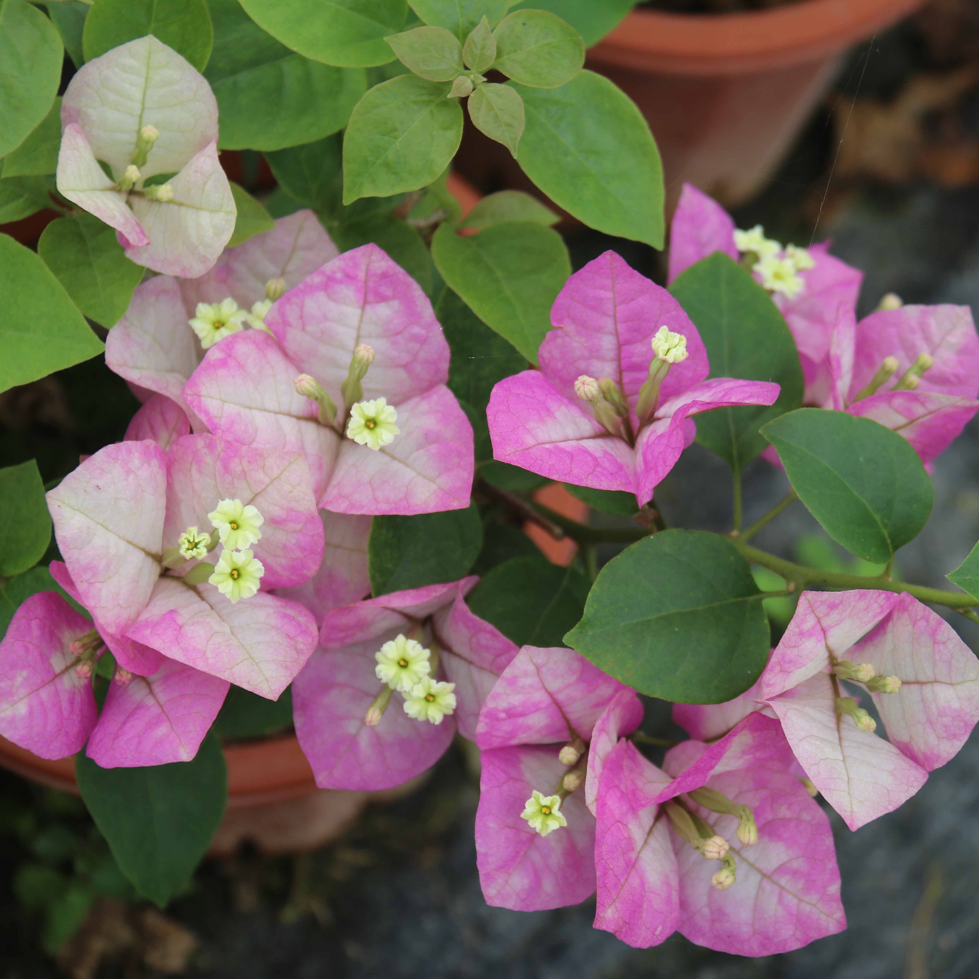 三角梅 阿里山姑娘 扦插苗盆栽绿植复色大花品种趣味花园阳台美观