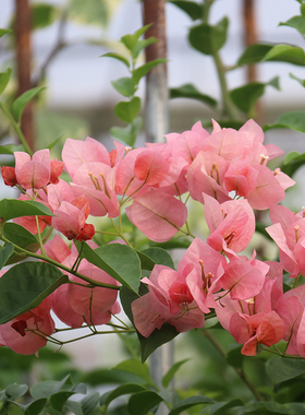 三角梅不甜西瓜一物一拍 专链