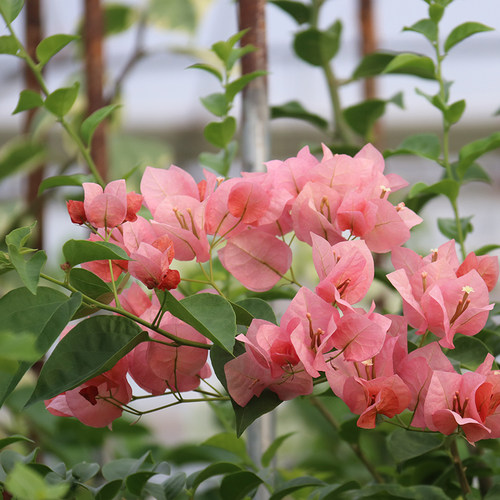 三角梅不甜西瓜四季开花