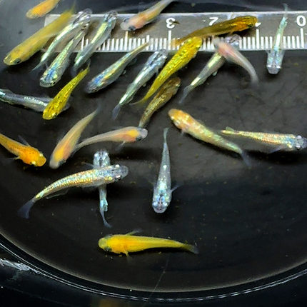 观背青鳉鱼活体精品发色冷水耐养可混养 包邮包活新手入门观赏鱼
