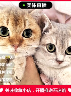 金渐层猫幼猫蓝金渐层幼猫纯种英短猫英国短毛猫奶猫宠物猫咪活物