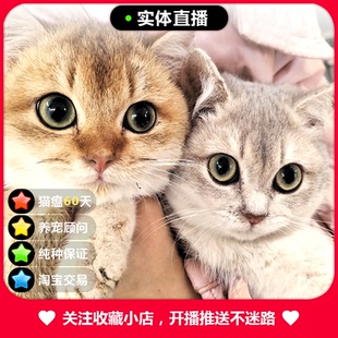 金渐层猫幼猫蓝金渐层幼猫纯种英短猫英国短毛猫奶猫宠物猫咪活物