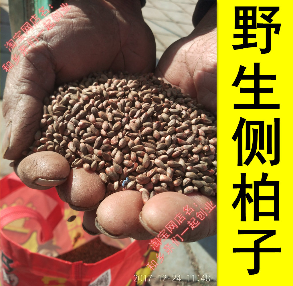 侧柏籽 柏子仁柏实野生侧柏树种子育苗柏籽柏松子枕头枕芯填充物