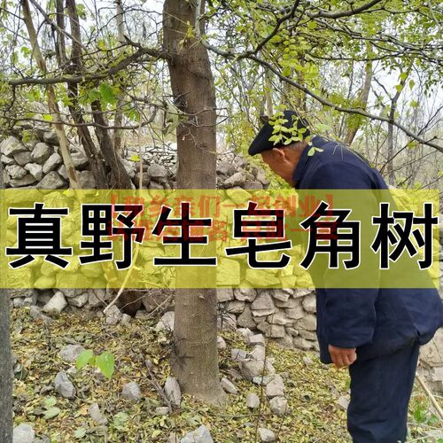 野生皂角大皂角中药材