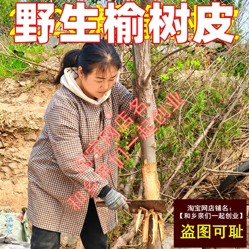 山东野生榆树皮榆白皮