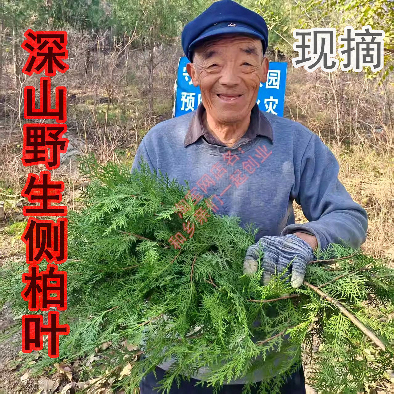新鲜野生侧柏叶植物洗发水鲜柏叶现采叶侧柏叶粉洗头生发乌发防脱