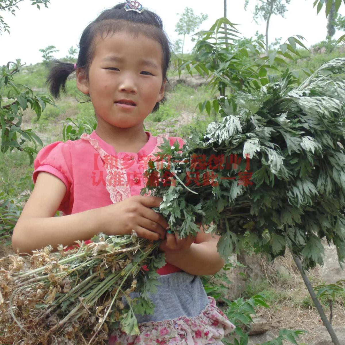 艾叶野生天然晒干沂蒙山