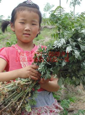 沂蒙山野生艾叶500克小叶非大叶 泡澡泡脚 野艾草 艾叶艾柱绒艾蒿