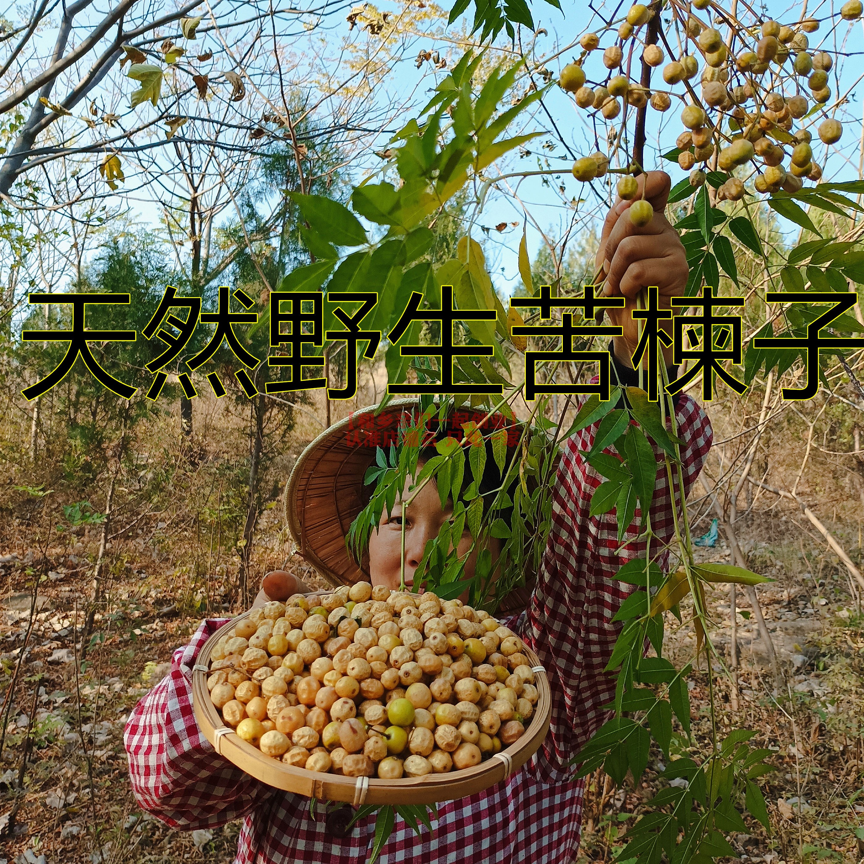 新鲜野生苦楝子 川楝子洗头楝实金铃子中药材蔬菜杀虫剂驱虫酵素