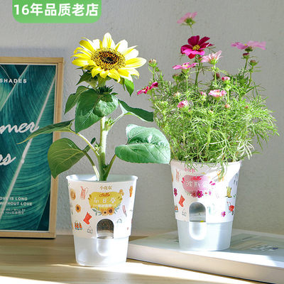 【高配版】自种小盆栽