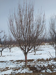 耐寒八棱海棠树,庭院景观树,能吃的海棠果树,绿植,门口风景树，