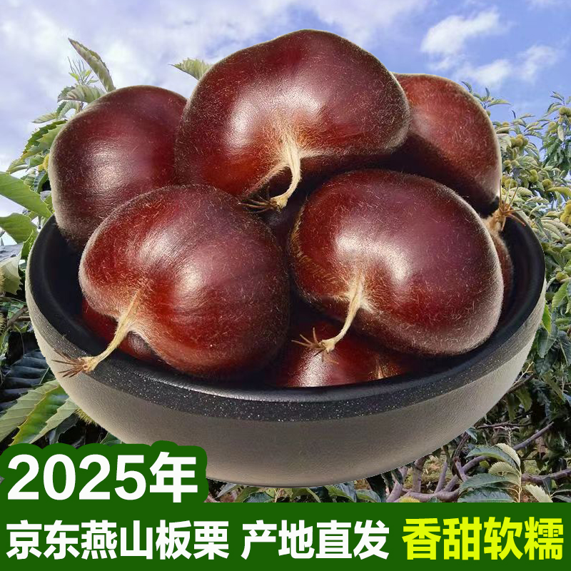 2025年迁西板栗燕山生鲜栗子河北遵化油栗唐山特产野生山坡甘栗