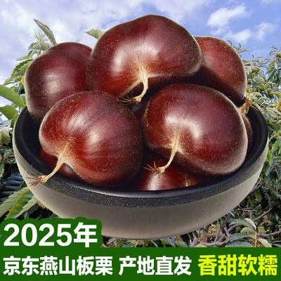 2025年迁西板栗燕山生鲜栗子河北遵化油栗唐山特产野生山坡甘栗