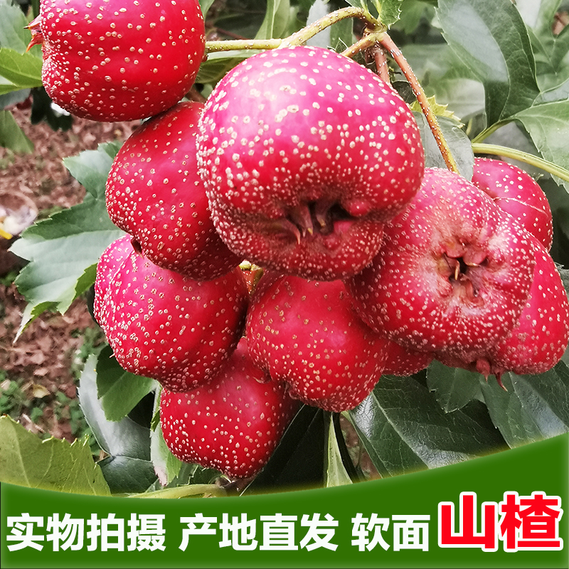 2025年红山楂河北秋金星山里红酸甜口新鲜水果冰糖葫芦专用大红果