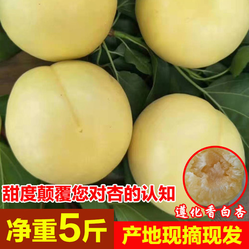 遵化特产香白杏新鲜多汁