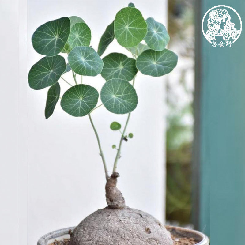 千金藤云南山乌龟绿藤血藤爬藤植物包活室内耐阴金不换圆叶带芽