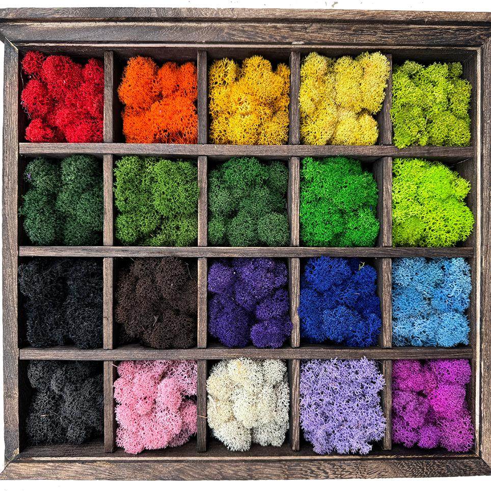 永生驯鹿苔藓鹿角蕊苔藓真植物苔藓背景墙面室内装饰青苔软装造景