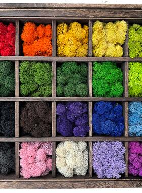 永生驯鹿苔藓鹿角蕊苔藓真植物苔藓背景墙面室内装饰青苔软装造景