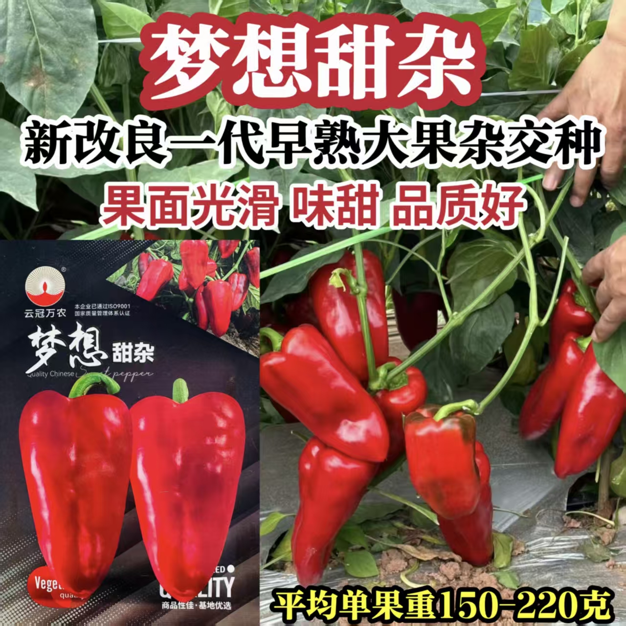 梦想甜杂红辣椒种子长圆锥形甜椒种子大果红尖椒大红泡椒种子不辣