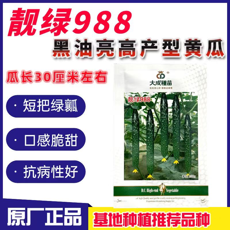 【正品】大成种苗靓绿988黄瓜种子雌性强油亮高产抗病性好口感甜