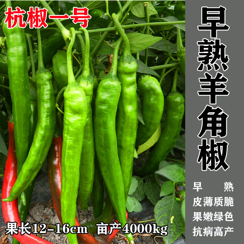杭椒种子线椒微辣薄皮辣椒种籽四