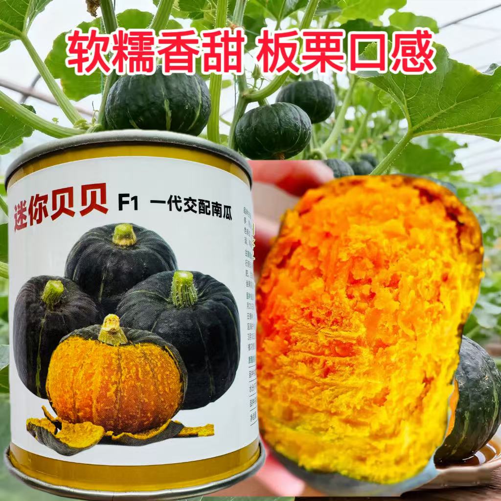 迷你贝贝南瓜种子迷你型小南瓜种子粉质细腻甜面可口小南瓜种子