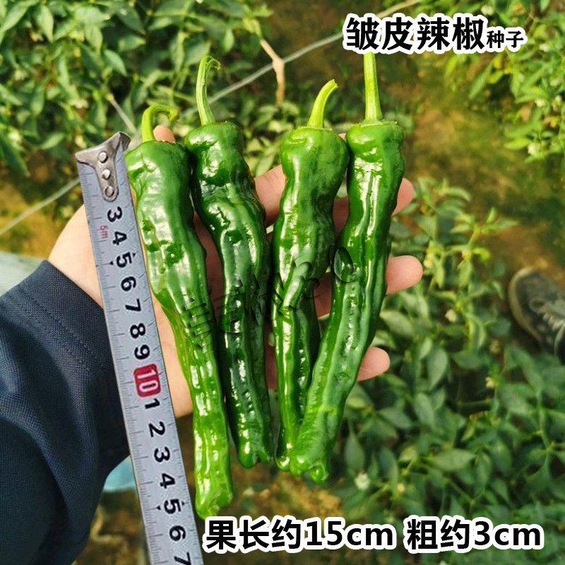 皱皮辣椒种子安徽合丰种业薄皮