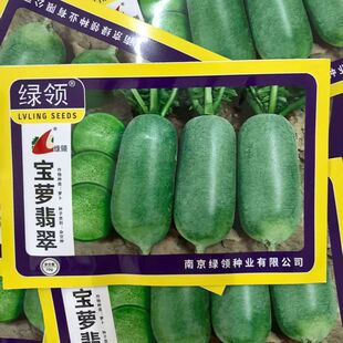 绿领 宝萝翡翠萝卜种子水果型青萝卜种子绿皮绿肉水果萝卜种子