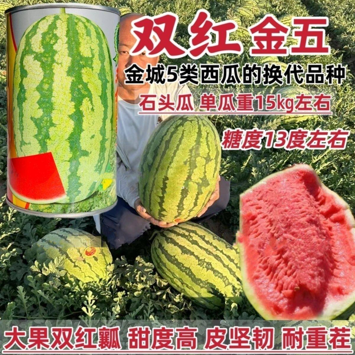 正品双红金五西瓜种子双红瓤大果型石头瓜种子耐旱耐重茬含糖量高