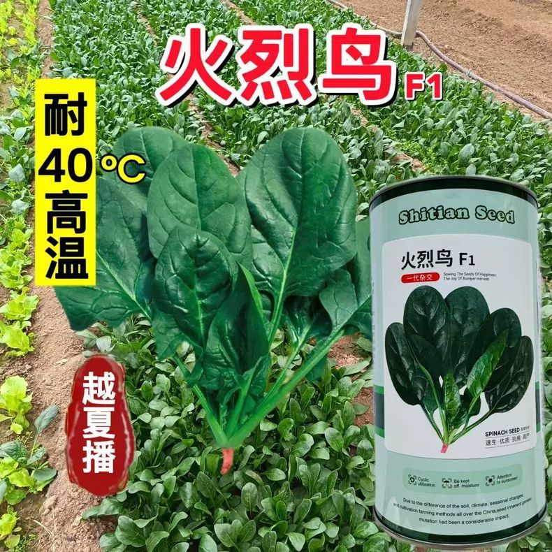正品火烈鸟夏播大叶菠菜种子速生肉厚耐热圆叶菠菜抗病高产大田播