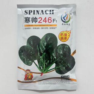 寒帅246耐寒越冬菠菜种子速生趴地菠菜籽叶肉厚高产蔬菜种籽大全
