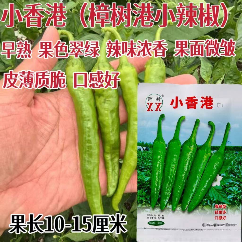 小香港辣椒种子极早熟尖椒翠绿色微皱皮薄香脆肉质软糯耐低温辣椒