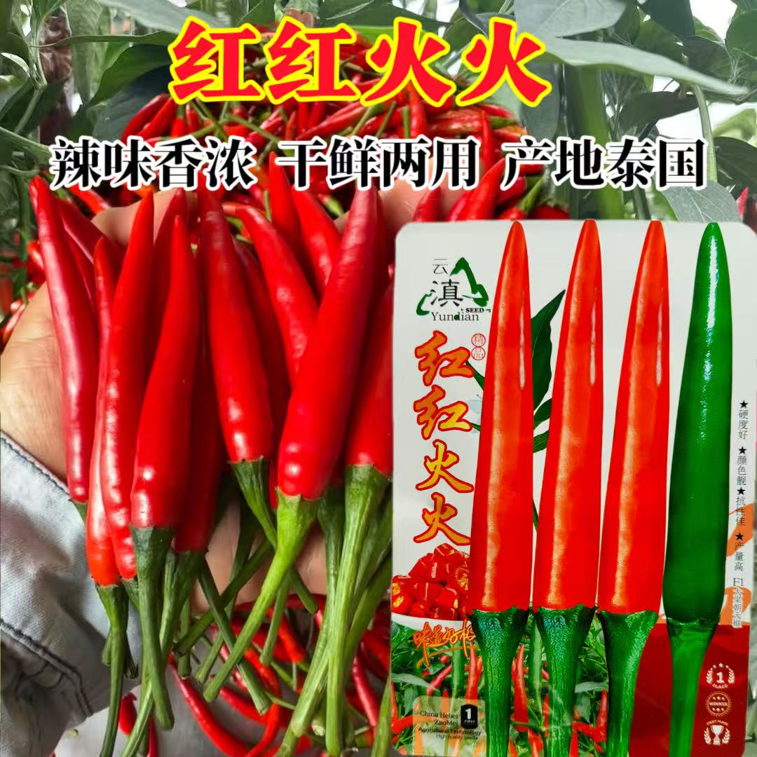 红红火火大果单生朝天椒种子高产抗病中早熟辣椒种子鲜红两用春秋