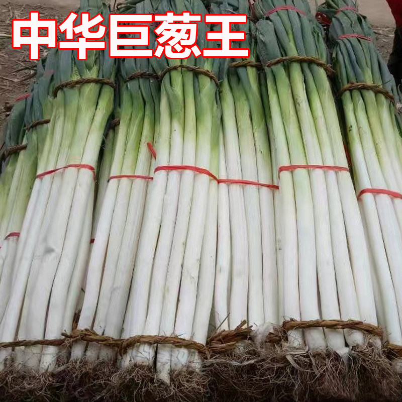 中华巨葱王大葱种子铁杆型章丘大