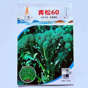 川塔青松60早熟西兰苔种子球色深绿苔球均匀侧枝多花苔两用蔬菜籽