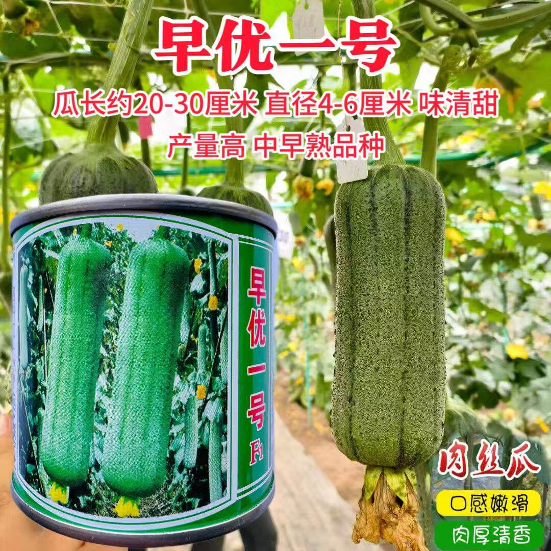 早优一号丝瓜种子 春秋播肉丝瓜水瓜上市早鲜嫩清香香丝瓜种籽孑