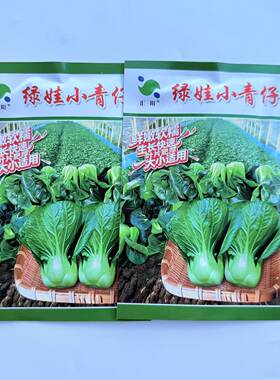上海汇阳绿娃小青仔迷你小青仔露天霜打矮脚菜青宁夏高原青菜种子