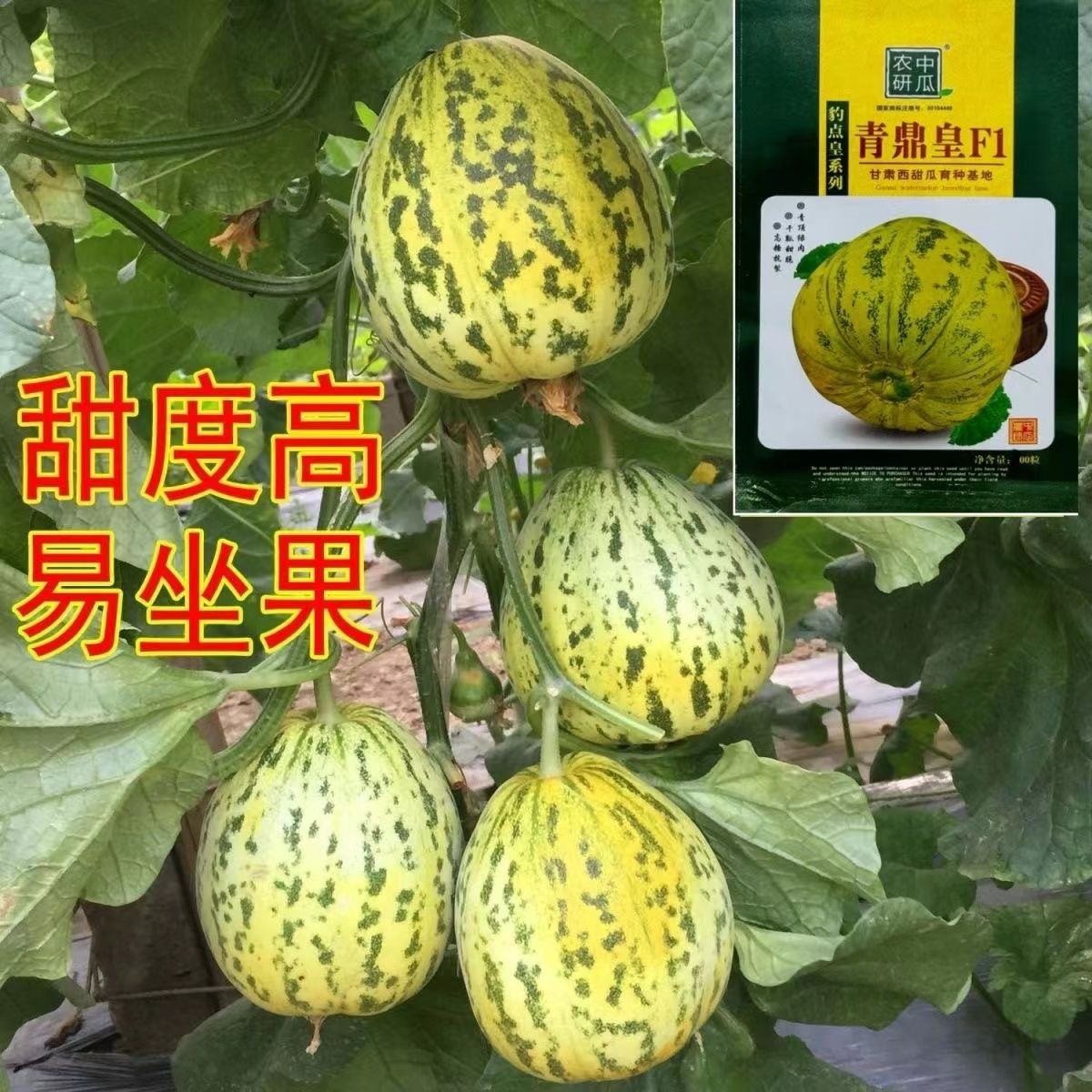 青鼎皇甜瓜种子薄皮甜瓜种籽含糖高超甜早熟耐湿抗病花皮香瓜种孑