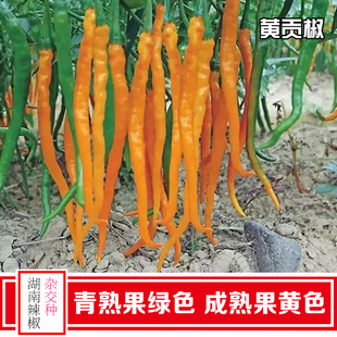 兴蔬黄贡椒2号黄线椒种子杂交中早熟黄辣椒味辣宜鲜食加工挂果多