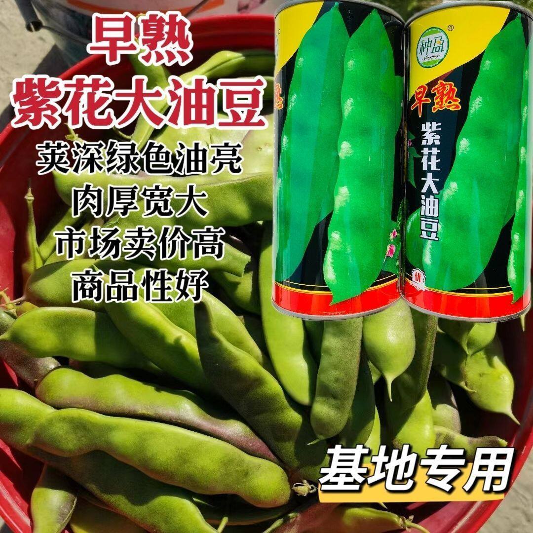 早熟紫花大油豆种子早熟豆角种籽豆荚深绿东北大油豆角种孑大宽荚