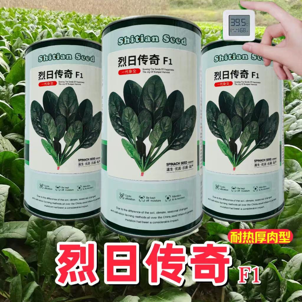 烈日传奇耐热菠菜种子抗热速生抗病耐抽苔高产大圆叶菠菜种子籽孑